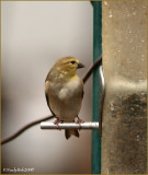 Gold Finch December 31 *