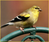 Gold Finch January 20 *