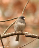 Junco