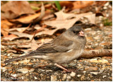 Junco