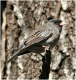 Junco January 28 *