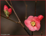 Flowering Quince January 29 *