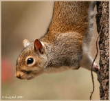 Squirrel January 31 *