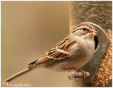 Sparrow
