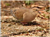 Dove