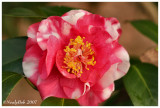  Variegated Camellia