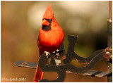 Cardinal February 4 *