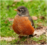 Robin