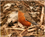 Robin