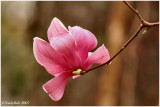 Tulip Tree February 25 *