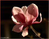 Tulip Tree Bloom