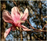 Tulip Tree Bloom