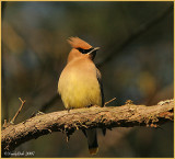 Cedar Waxwing March 10 *