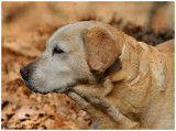 Stray Dog Profile