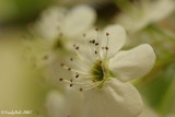 Bradford Pear