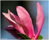 Tulip Tree Bloom March 17 *