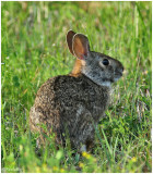 Rabbit March 18 *