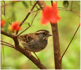 White Throated Sparrow March 22 *