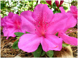 Azalea March 23 *