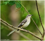 Mocking Bird April 4 *