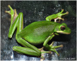 Green Tree Frog April 10 *