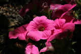 Petunia