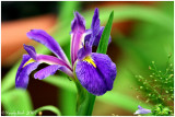 Louisiana Iris