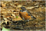 Robin April 29 *