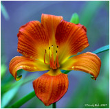 Daylily