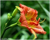 Day Lily May 9 *