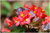 Begonia