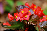 Begonia