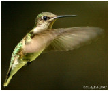 Hummer