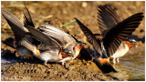 Eating Mud May 23 *