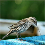 Female Red-wing Blackbird May 25 *