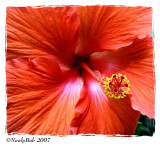 Hibiscus Close-up May 30 *