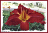 Day Lily