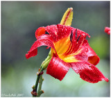 Red & Rainy June 17 *