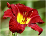 Day Lily June 22 *