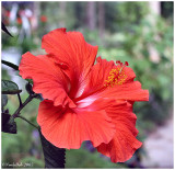 Hibiscus June 28 *