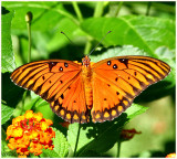 Gulf Fritillary August 8 *