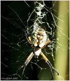 Garden Spider August 21 *