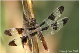DragonFly August 22 *