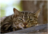Sleepy Kittty