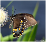 Black Swallowtail September 1 *