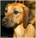 Rhodesian Ridgeback