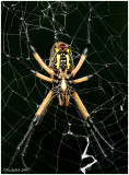Spider September 3 *