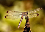 DragonFly September 22 *