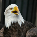 Bald Eagle October 10 *
