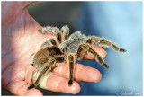 Tarantula October 18 *